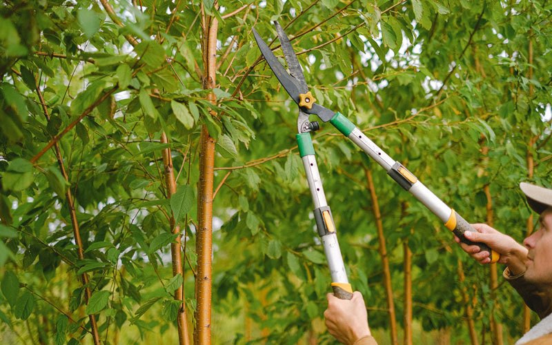 Tree trimming in Kandiyohi, MN